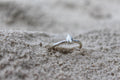 The Sesame Form memorial ring — Week 5 pregnancy loss keepsake | NOVA EMBRACE South Africa