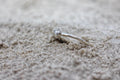 The Red Bloom memorial ring — Week 10 pregnancy loss keepsake | NOVA EMBRACE South Africa