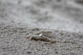 The Bright Light memorial ring — Week 12 pregnancy loss keepsake | NOVA EMBRACE South Africa